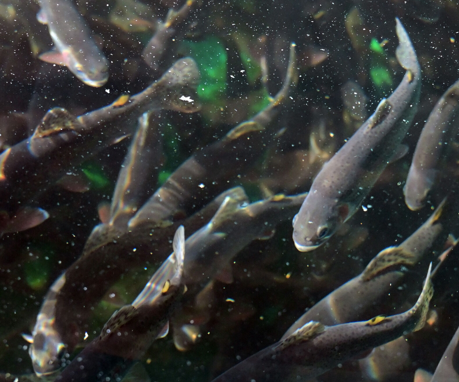 State fish: greenback cutthroat trout